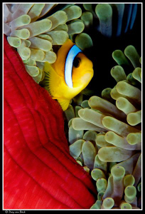 Red anemone and anemonefish up close and personal... by Dray Van Beeck 